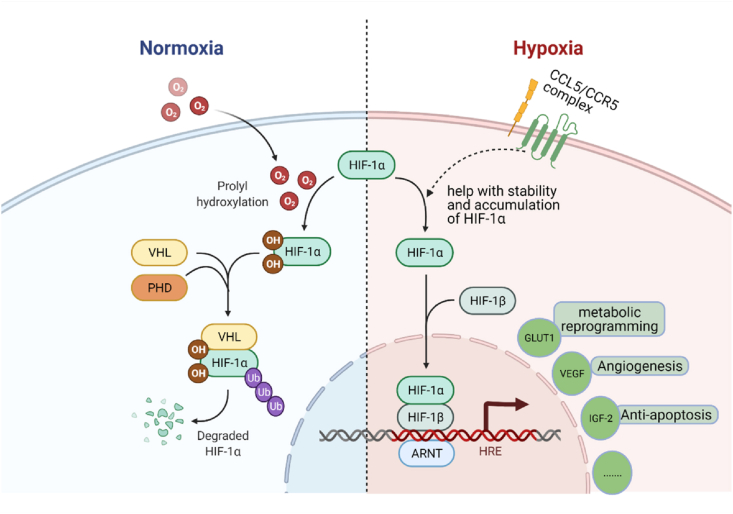 CCL5/CCR5 axis in human diseases and related treatments - PMC