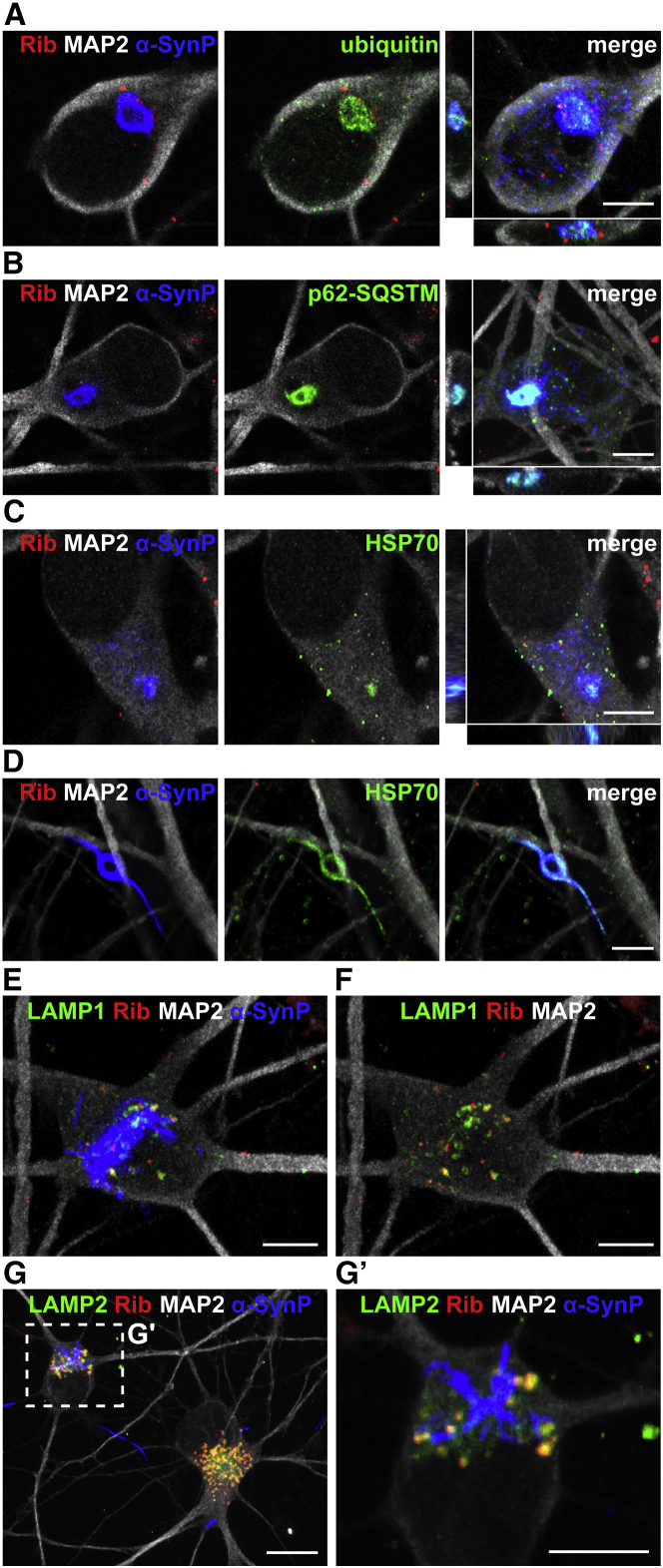 Figure 4