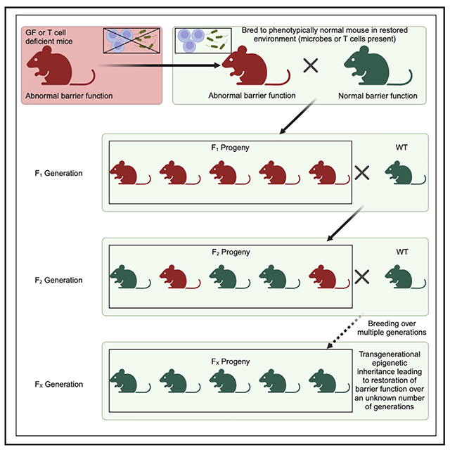 graphic file with name nihms-1988696-f0008.jpg