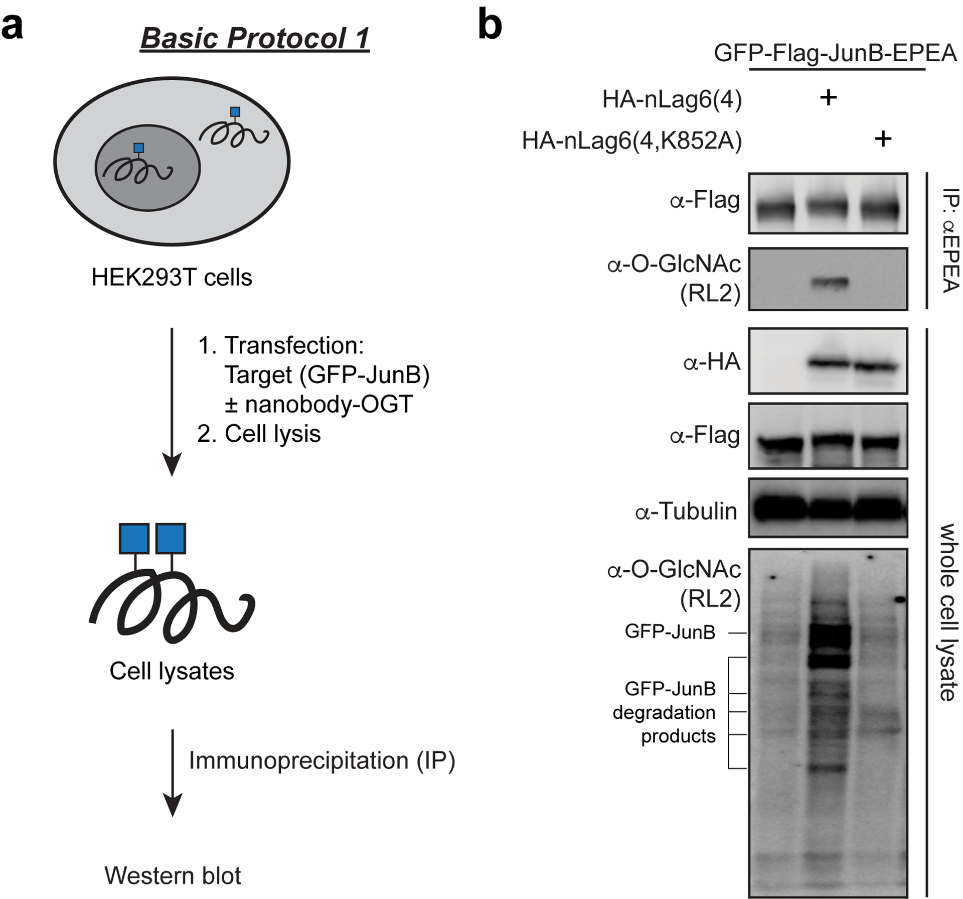 Figure 2: