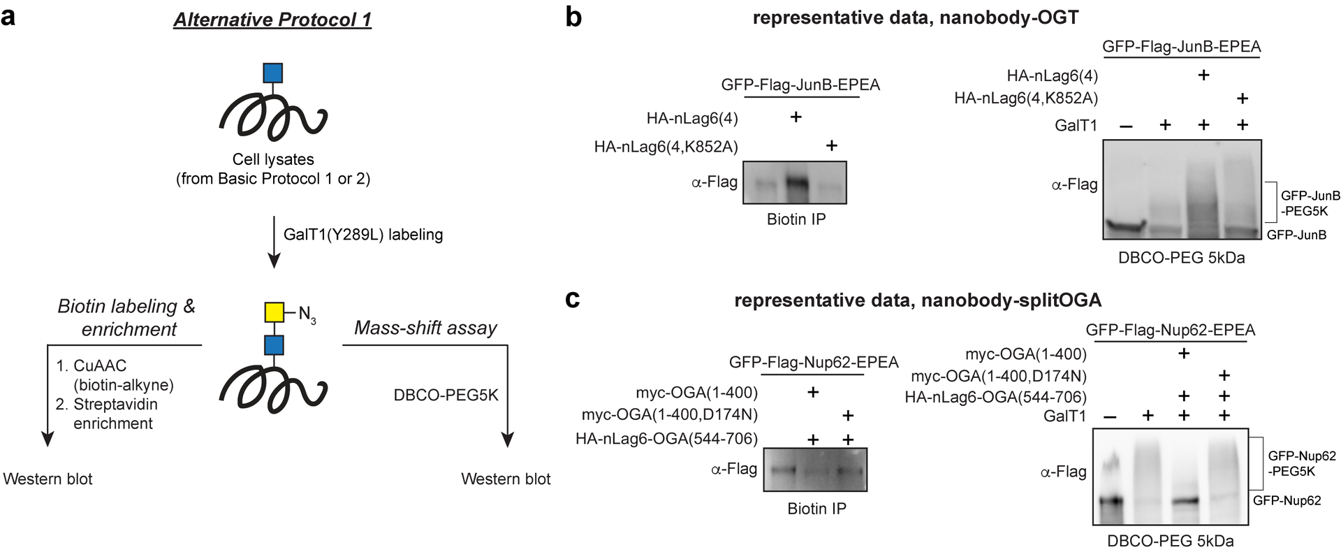 Figure 4: