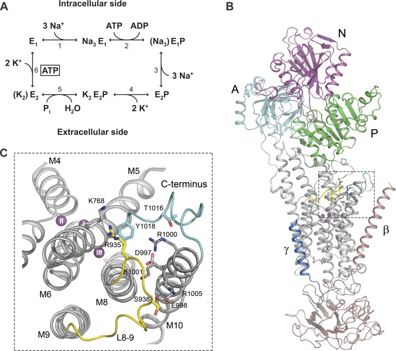 FIGURE 1.