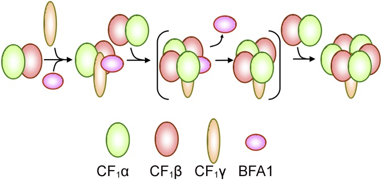 Figure 10.