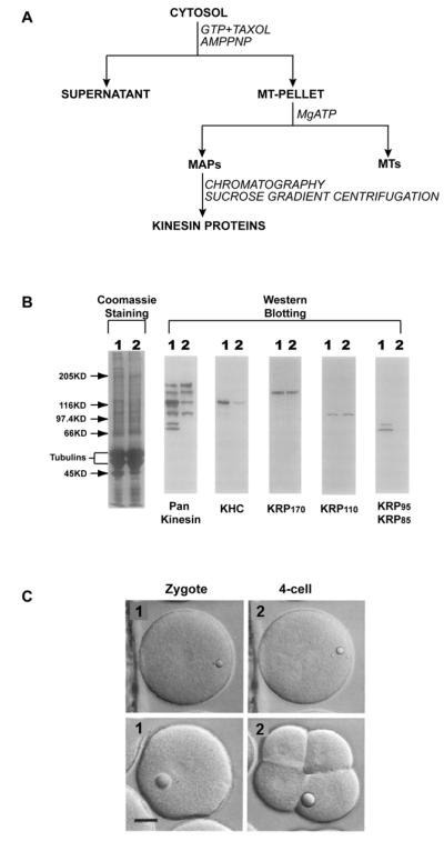 Figure. 1