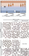 Figure 5—figure supplement 2.