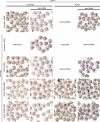 Figure 3—figure supplement 1.