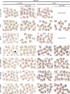 Figure 1—figure supplement 1.