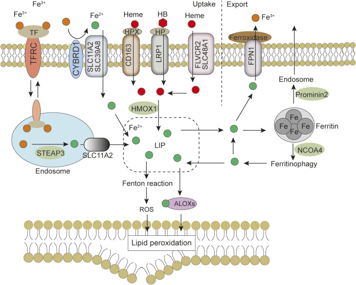 FIGURE 2