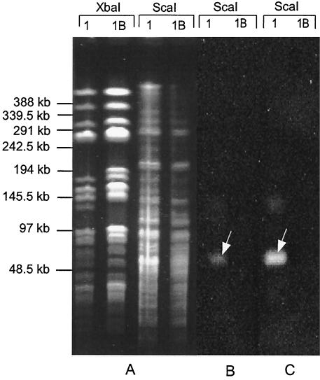 FIG. 5.