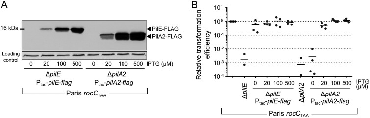 FIG 3