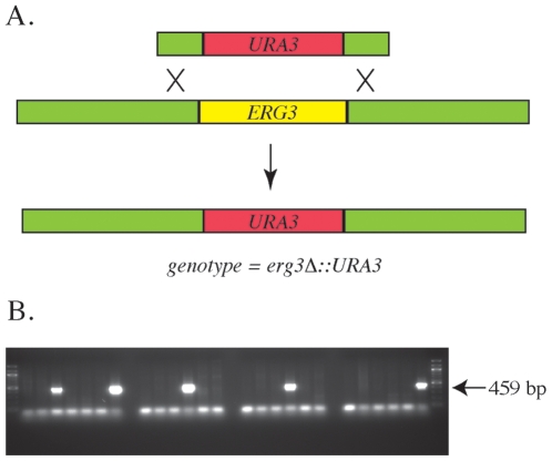 Figure 5