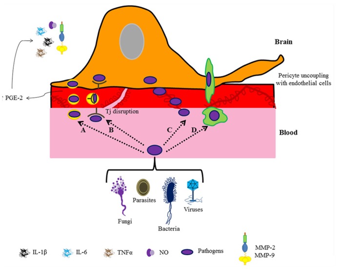 FIGURE 2