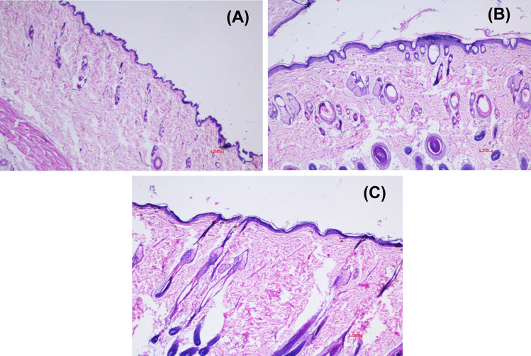 Fig. 7