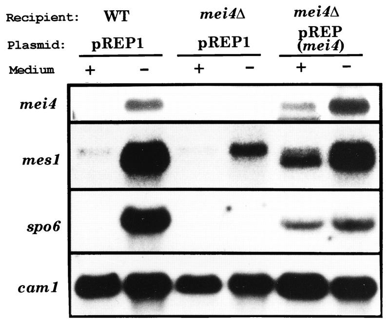 FIG. 5