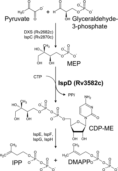 FIG. 1.