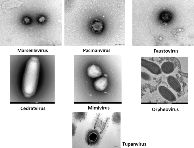 Fig. 4