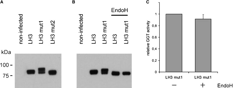 Figure 7