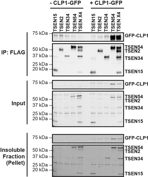 Extended Data Fig. 6