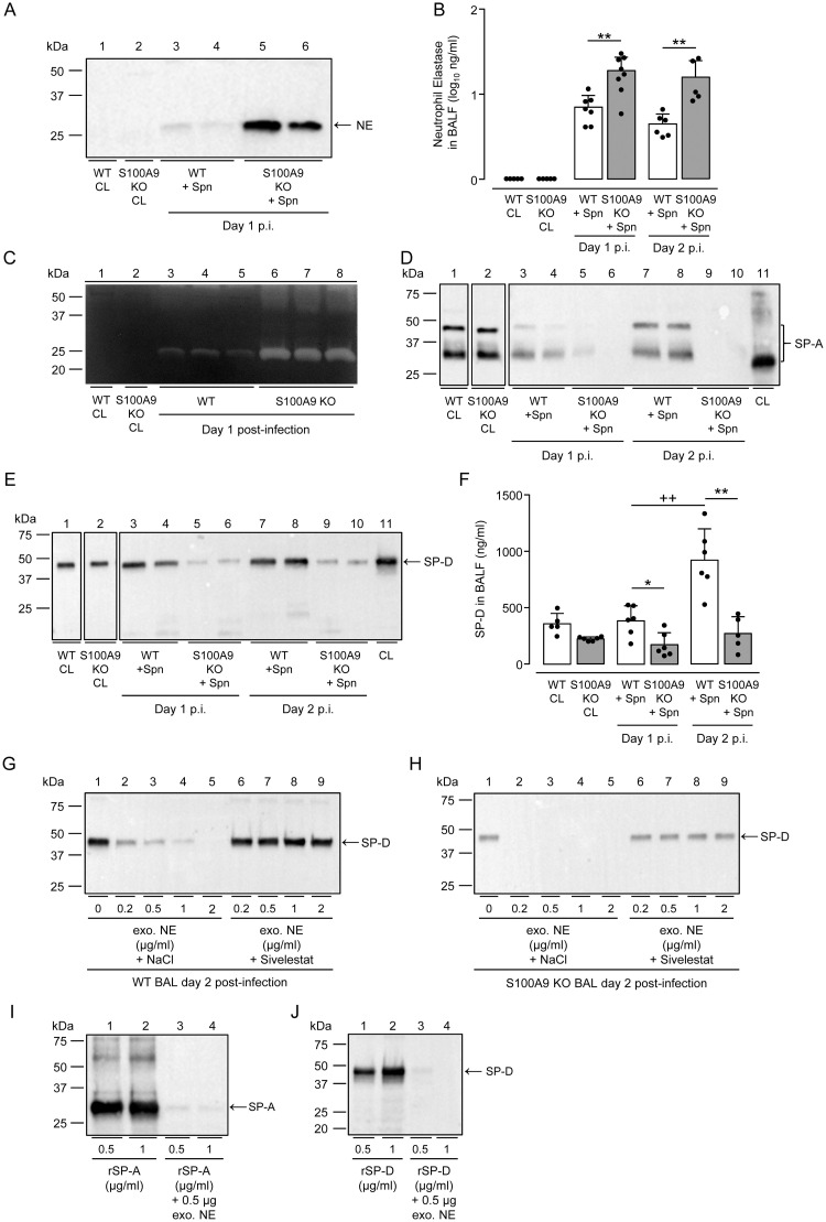 Fig 7