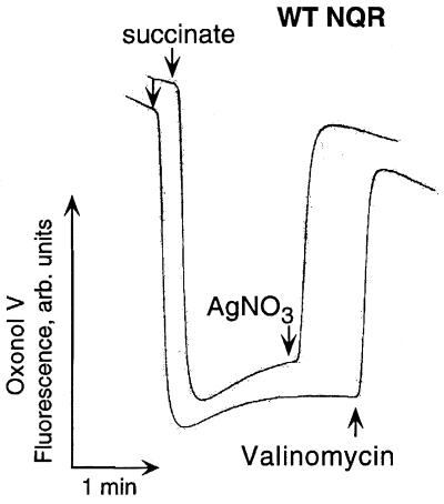 FIG. 2.