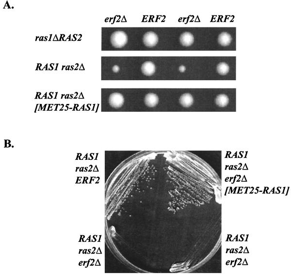 FIG. 5