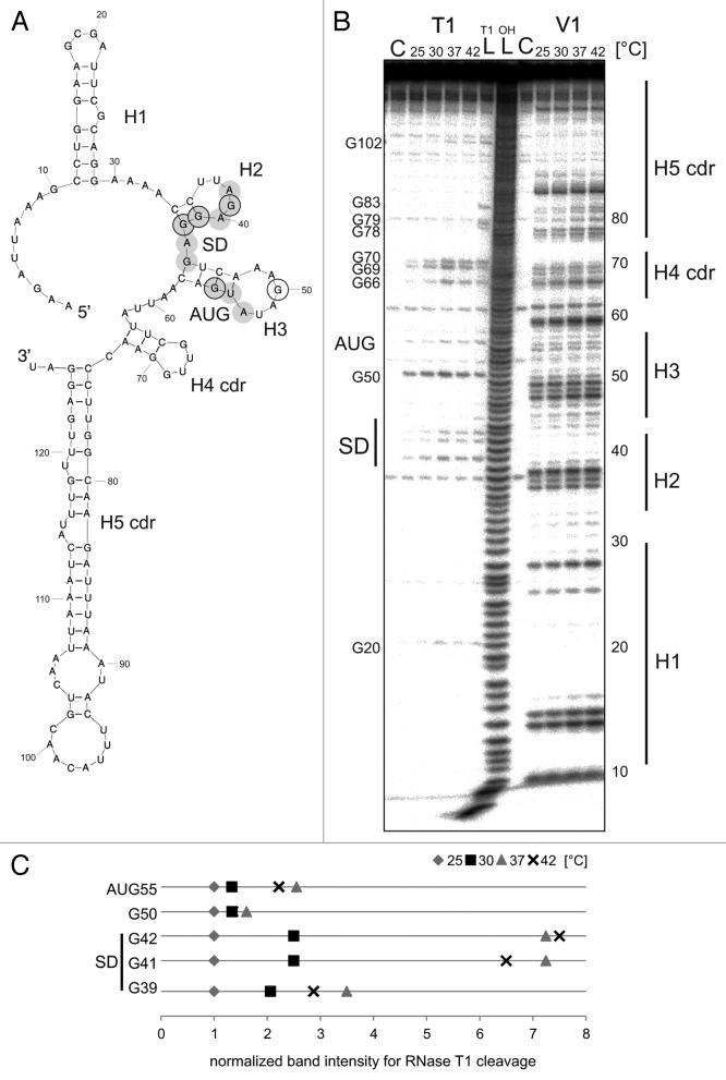 graphic file with name rna-11-594-g4.jpg