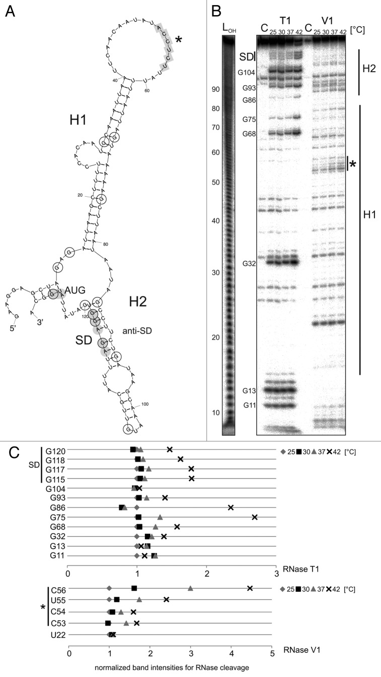 graphic file with name rna-11-594-g6.jpg