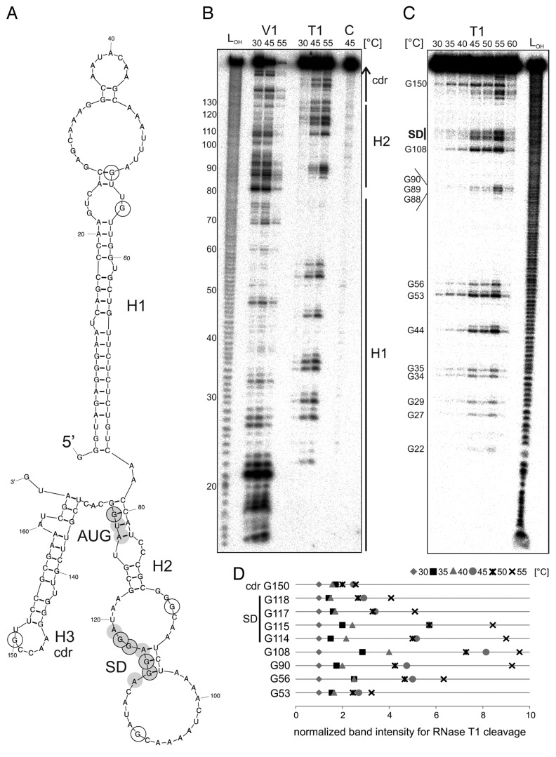 graphic file with name rna-11-594-g8.jpg