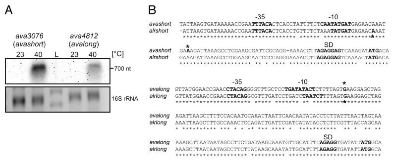 graphic file with name rna-11-594-g1.jpg