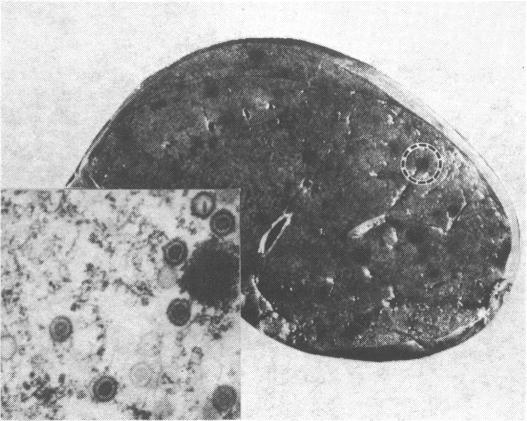 FIG. 7