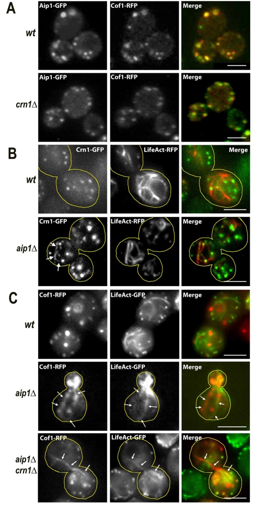 Fig. 4.