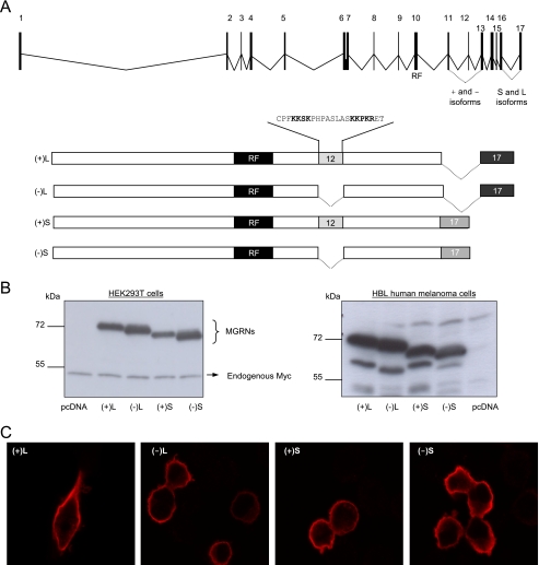 FIGURE 1.