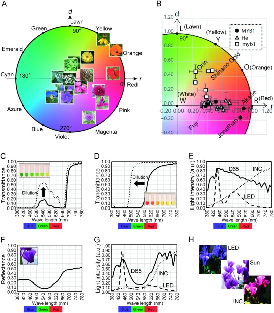 Figure 2. Examples of plant colorimetry. (A) Plot of the plant colors measured in Table 1. Photographs are plotted on round diagram according to their colors. (B) Colors of apple fruits plotted on round diagram (cited from Kikuchi et al. 2017). ‘MYB1’ represents apple cultivars having wild-type MYB1 gene, ‘myb1’ represents cultivars having mutated MYB1 gene, and ‘He’ represents cultivars with heterozygous MYB1 gene. Five representative cultivars are indicated by their names such as ‘Fuji’. Cultivar ‘Jonathan’ is called ‘Kohgyoku’ (red ball) in Japan. (C) Transmittance spectra of a cherry leaf pigment, at different concentrations. Inlet, serial dilution (from left to right) of this pigment. (D) Transmittance spectra of a saffron spice (dried saffron pistil) pigment, at different concentrations. Inlet, serial dilution (from left to right) of this pigment. (E) Spectra of D65, incandescent light (INC), and white LED light (LED). ‘Light intensity’ represents spectral power distribution shown by arbitrary unit. (F) Reflectance spectrum of a purple cyclamen petal. Inlet, photograph of purple cyclamen taken in sunlight. (G) Spectra of the lights reflected on the purple cyclamen petal, under different incident lights D65, incandescent light (INC), or white LED light (LED). ‘Light intensity’ represents spectral power distribution shown by arbitrary unit. (H) The ‘purple’ cyclamen flowers photographed in while LED light (LED), midday sunlight (Sun), or incandescent light (INC).