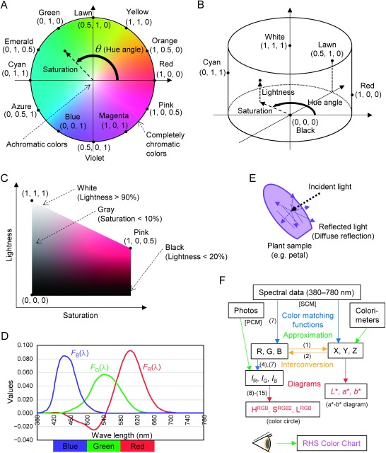 Figure 1. Schematic representation of colorimetric calculations. (A) Color circle. The 12 representative colors are evenly placed on the edge of color circle. Standardized R, G, and B values (IR, IG, and IB) in RGB color system of the 12 colors are in parentheses. Please note that the values of cyanic colors only reflect color angles: fully saturated cyanic colors have more complicated values with negative red values. (B) Color cylinder. Values of red, green, and blue of representative colors are in parentheses. (C) Cut plain of the color cylinder, at pink-hued colors. Values of red, green, and blue, of representative colors are in parentheses. (D) Standardized RGB color matching function. Approximated blue, green, and red color areas are indicated at the bottom. (E) Diffuse reflection on plant surface. (F) Flow of color calculations. Numbers in parentheses represent numbers of formulae in the text. ‘Photos’ represent color data obtained by digital camera, which is the start point of PCM. ‘Spectral data’ represent data acquired by spectrophotometer, which is the start point of SCM.