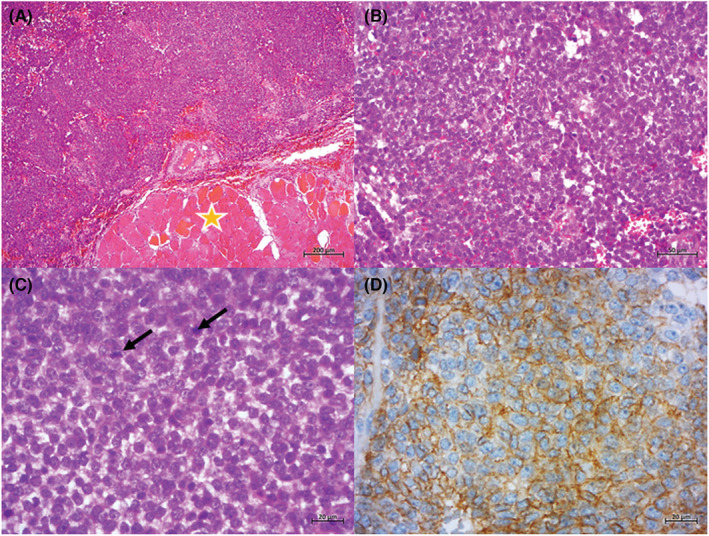 FIGURE 1