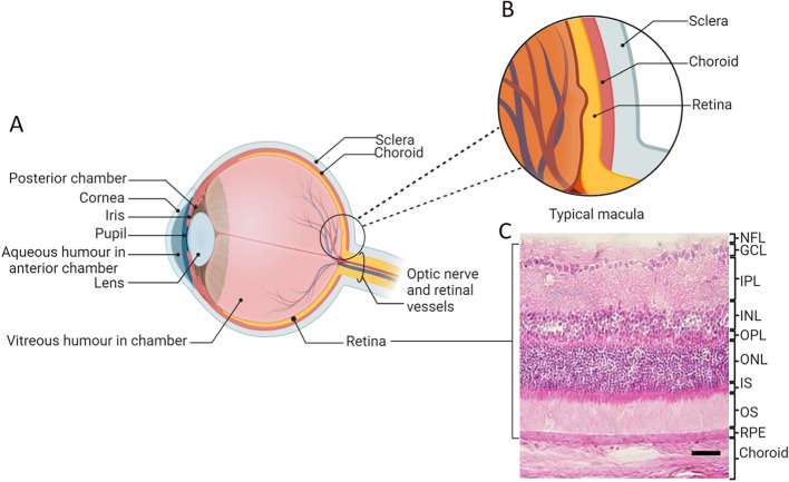 Fig. 1