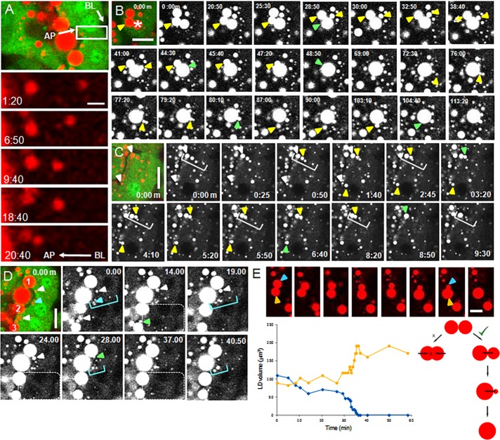 FIGURE 4: