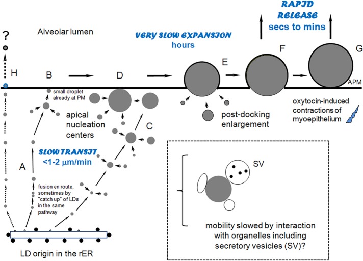 FIGURE 6: