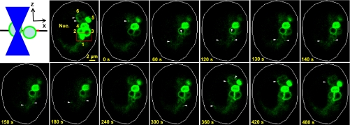 Fig. 9.