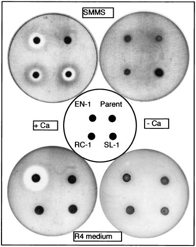 FIG. 4.