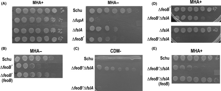 Figure 2