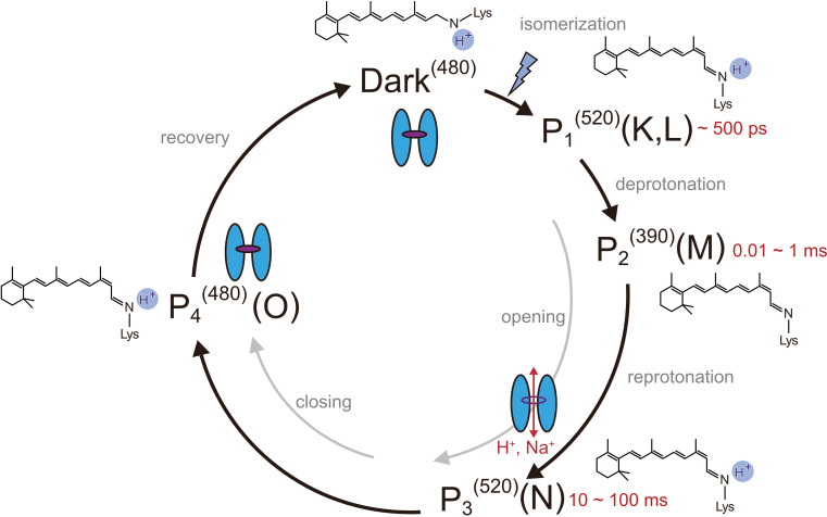 Figure 1.