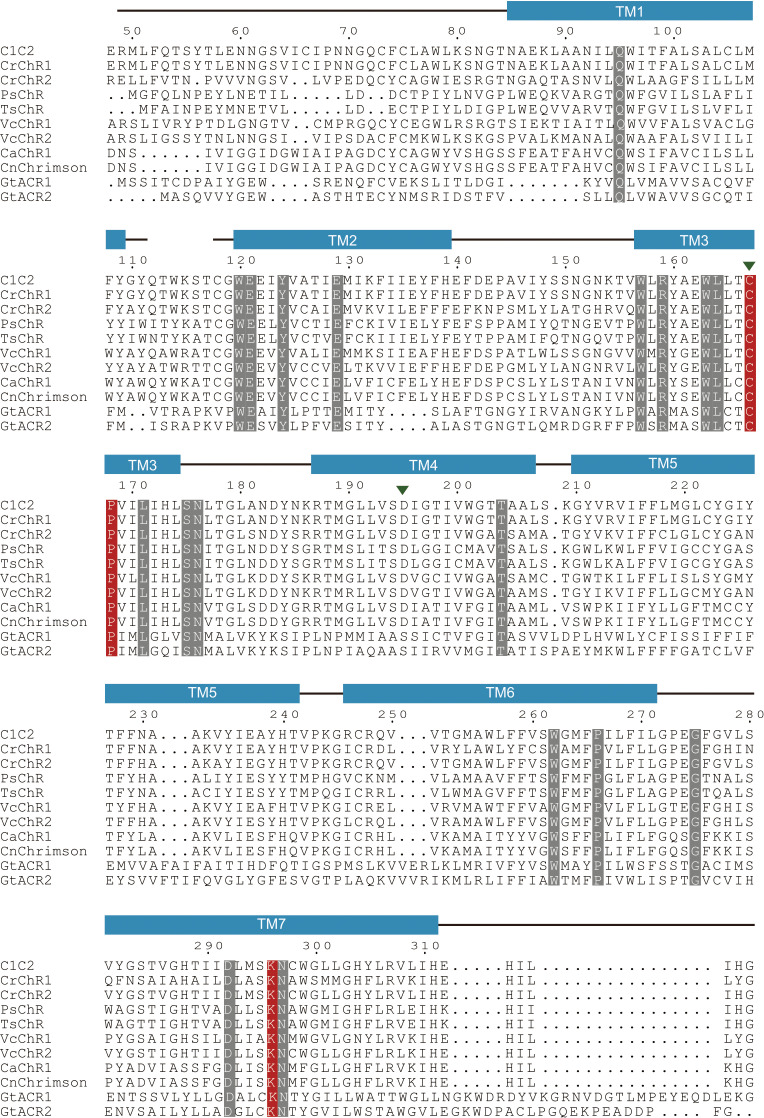 Figure 1—figure supplement 1.