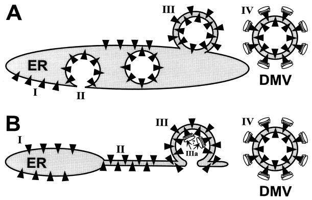 FIG. 8