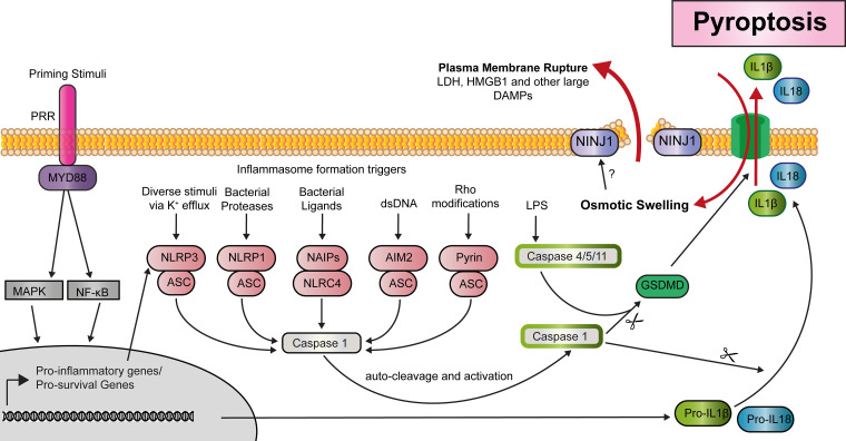 Figure 5.