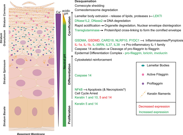 Figure 2.