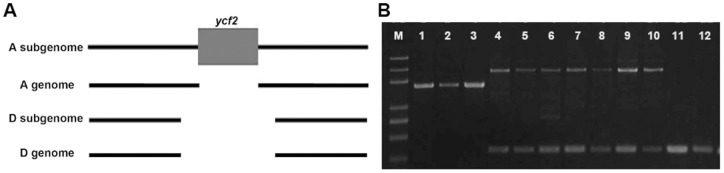 Figure 7