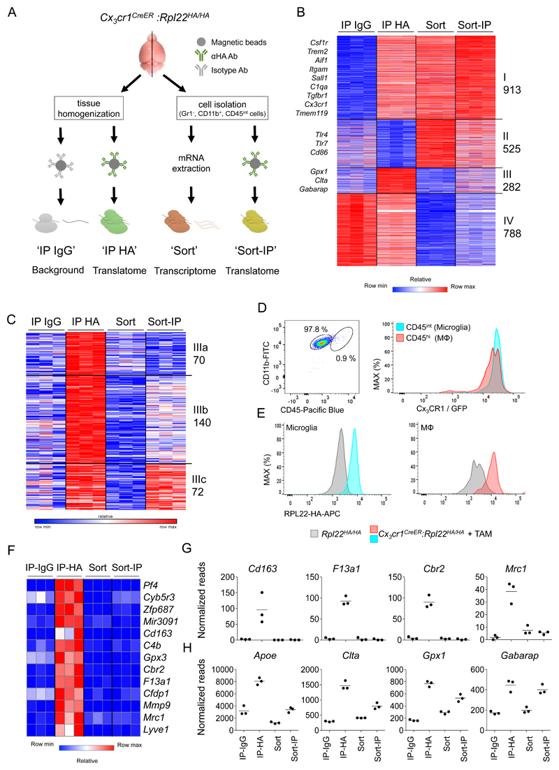 Re Evaluating Microglia Expression Profiles Using RiboTag And Cell Isolation Strategies PMC