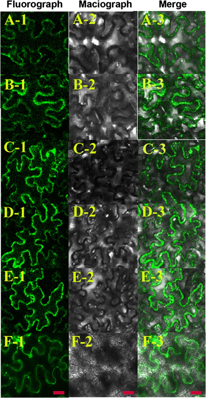 Fig. 8.