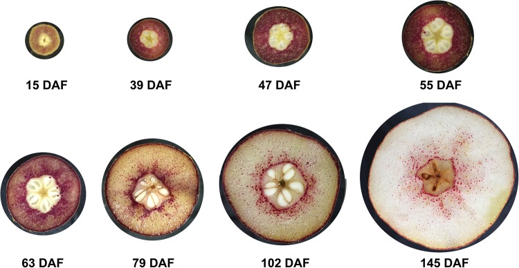 Fig. 6.